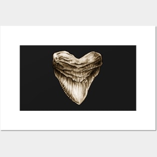 Megalodon Tooth Fossil Posters and Art